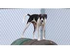 Adopt Hunter a Labrador Retriever, Border Collie