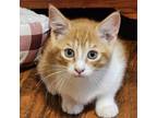 Adopt Mac N Cheese a Domestic Short Hair