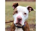 Adopt Arthur a Pit Bull Terrier, American Staffordshire Terrier