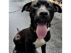 Adopt Boomer a Mixed Breed, Black Labrador Retriever