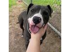 Adopt Cooper a American Staffordshire Terrier, Mixed Breed