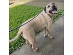 Adopt Chewy (COH-A-9416) a Mixed Breed