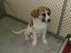 Adopt Peter a Great Pyrenees, Mixed Breed