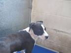 Adopt West a American Staffordshire Terrier, Mixed Breed