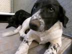 Adopt Rooster * a Border Collie, Catahoula Leopard Dog