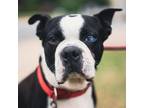 Adopt Bam Bam a Boston Terrier