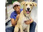 Adopt Dante a Yellow Labrador Retriever, Great Dane