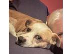 Adopt Andy a Beagle, Mixed Breed