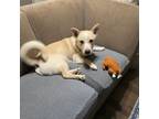 Adopt Kolbi a Cardigan Welsh Corgi, Husky