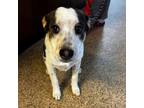 Adopt Sprout a Australian Cattle Dog / Blue Heeler, Beagle