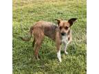 Adopt Tillie a Wire Fox Terrier, Beagle