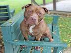 Adopt JASMINE a Pit Bull Terrier