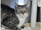 Adopt Egg a Domestic Short Hair