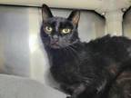 Adopt Coke Zero a Domestic Short Hair