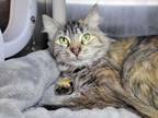 Adopt Salsa a Domestic Medium Hair