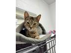 Adopt Lia a Domestic Short Hair