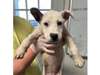 Adopt Rosie a Cattle Dog, Mixed Breed