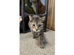 Adopt Mahogany a Domestic Short Hair