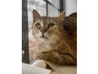 Adopt Trixie a Domestic Short Hair