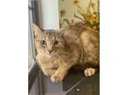 Adopt Tilly a Domestic Short Hair