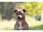 Adopt Lacey a Catahoula Leopard Dog, Mixed Breed