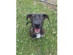 Adopt April a Mountain Cur, Mixed Breed