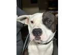 Adopt Cookie 24-233 a Pit Bull Terrier