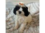Cavapoo Puppy for sale in Cabool, MO, USA