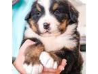 Bernese Mountain Dog Puppy for sale in Syracuse, IN, USA