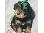 Maltipoo Puppy for sale in Terrell, TX, USA