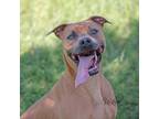 Adopt Harley a Black Mouth Cur