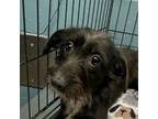 Adopt Bunny a Wirehaired Terrier