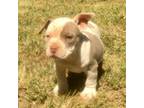 Mutt Puppy for sale in Madera, CA, USA