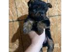 Yorkshire Terrier Puppy for sale in Johnsonville, IL, USA