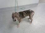 Adopt A169951 a Pit Bull Terrier