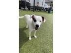 Adopt MIMI a Border Collie, Mixed Breed