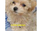 Maltipoo Puppy for sale in Rowlett, TX, USA