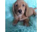 Dachshund Puppy for sale in Staunton, IL, USA