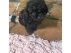 Poodle (Toy) Puppy for sale in Ringling, OK, USA