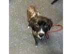 Adopt Squirt a Mixed Breed