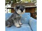 Mini Whoodle (Wheaten Terrier/Miniature Poodle) Puppy for sale in Saint Cloud, FL, USA