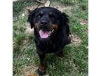 Adopt Charla a Rottweiler