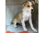 Adopt Gertie a Mixed Breed