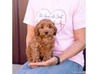 Shih-Poo Puppy for sale in Centreville, MI, USA