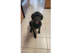 Adopt Goosie a Labrador Retriever, Poodle