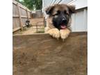German Shepherd Dog Puppy for sale in Springfield, IL, USA