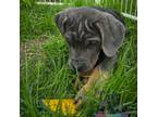 Cane Corso Puppy for sale in Seneca, SC, USA