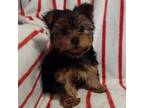 Yorkshire Terrier Puppy for sale in Leesburg, IN, USA