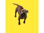 Adopt TUSC_Stray183 a Pit Bull Terrier