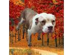 Adopt Mavis a Pit Bull Terrier, Mixed Breed